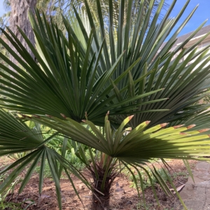 Trithrinax acanthocoma