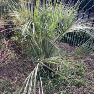Butia yatay