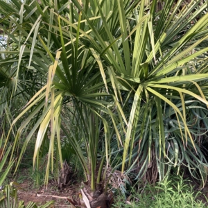 Livistona nitida