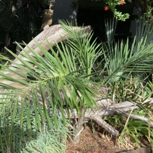 Syagrus picrophylla