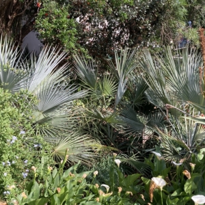 Brahea calcarea