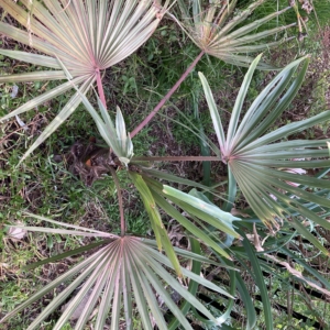 Livistona mariae