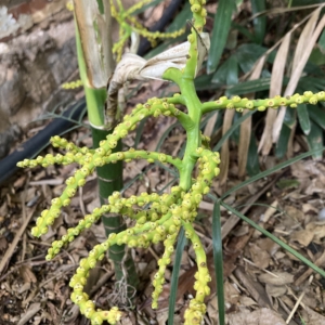 Chamaedorea tepejilote