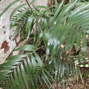 Chamaedorea seifrizii