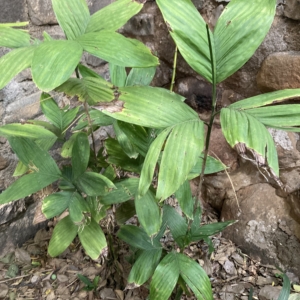 Chamaedorea brachypoda