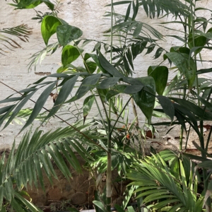 Chamaedorea oblongata