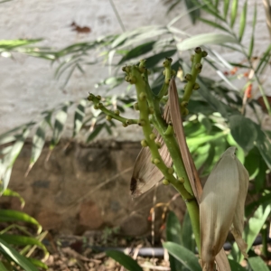 Chamaedorea oblongata