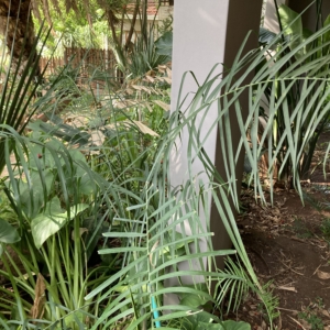Chamaedorea glaucifolia
