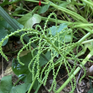 Chamaedorea glaucifolia