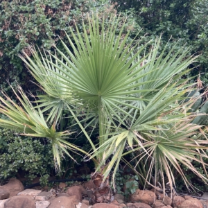 Washingtonia filifera