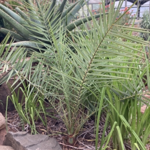 Phoenix sylvestris