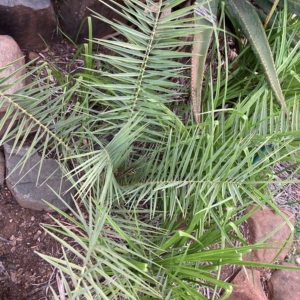 Phoenix sylvestris