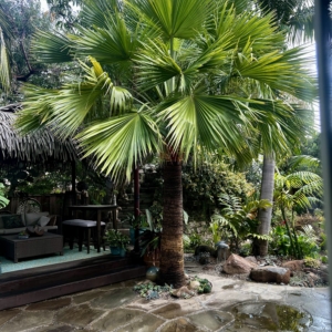 Brahea edulis