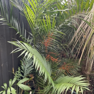Chamaedorea hooperiana