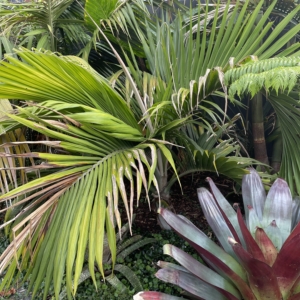 Hedyscepe canterburyana