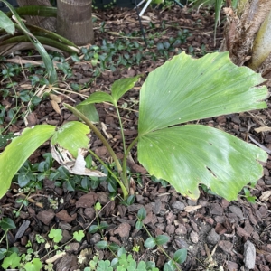 Caryota monostachya