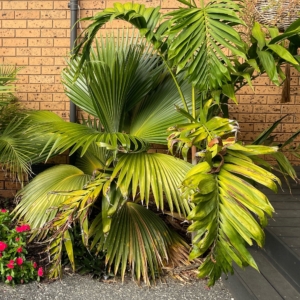 Pritchardia hillebrandii