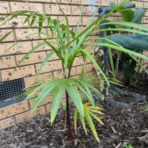 Hyophorbe indica Red Form