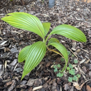 Pritchardia napaliensis