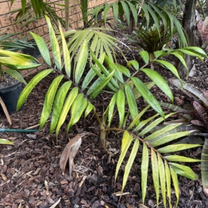 Chambeyronia macrocarpa var hookeri