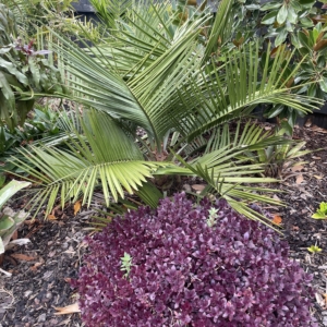 Jubaea chilensis