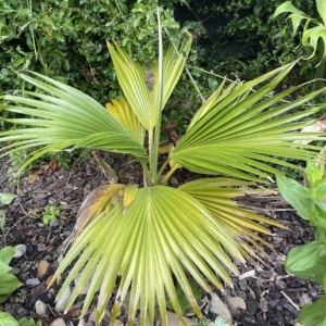 Pritchardia maideniana
