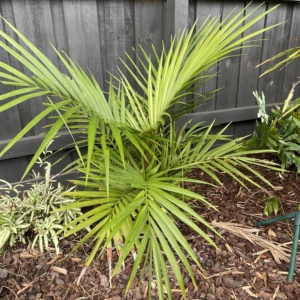 Laccospadix australasica clumping form