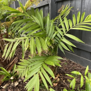 Chamaedorea tepejilote clumping form