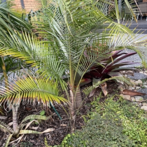 Syagrus weddeliana