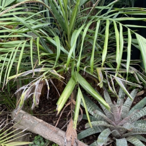 Linospadix monostachyos