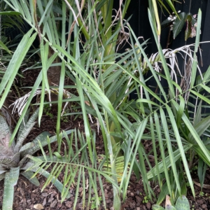 Chamaedorea glaucifolia