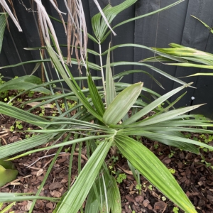 Ceroxylon vogelianum