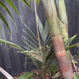 Oraniopsis appendiculata