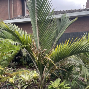Rhopalostylis sapida var Oceana