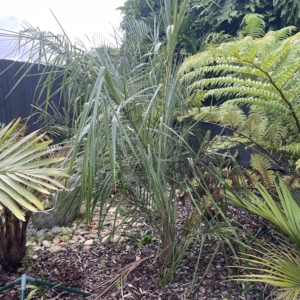 Parajubaea sunkha