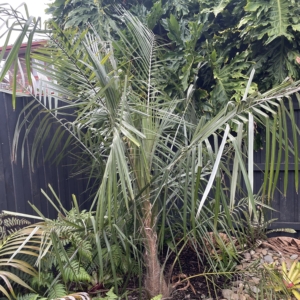 Parajubaea torallyi var torallyi