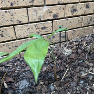Chamaedorea rhizomatosa
