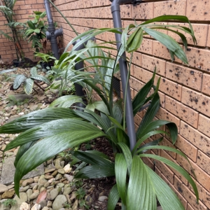 Chamaedorea elatior - 5 years from seed