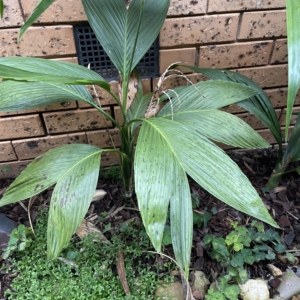 Chamaedorea ernestii-augustii