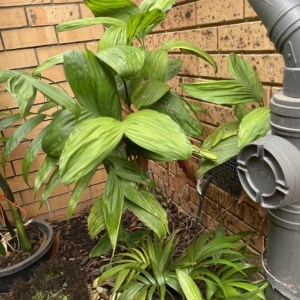 Chamaedorea brachypoda