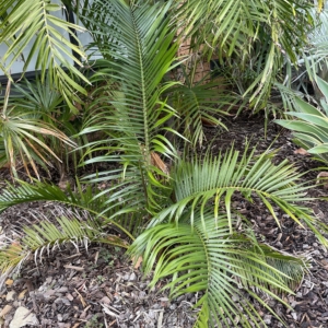 Chrysalidocarpus ambositrae