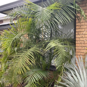 Chrysalidocarpus baronii