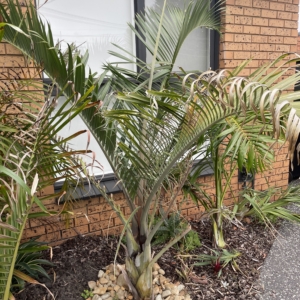 Chrysalidocarpus decaryi