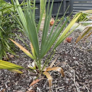 Sabal minor
