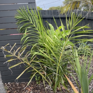 Chrysalidocarpus madagascariensis