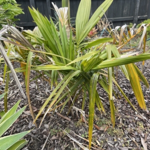 Syagrus schizophylla
