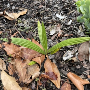 Brahea dulcis
