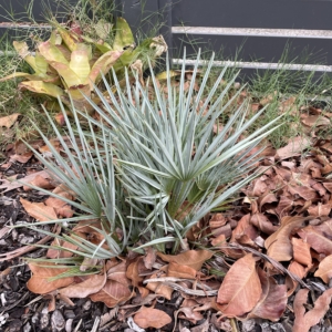 Chamaerops humilis var argentea