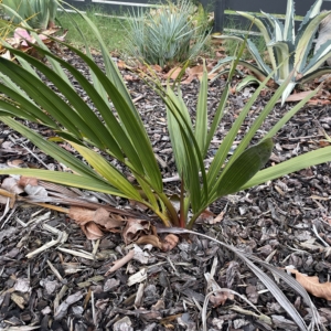 Chrysalidocarpus decipiens