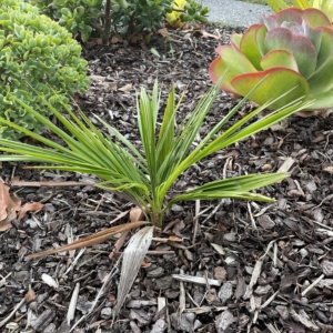 Jubaeopsis caffra